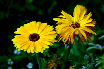 BLÜTEN
