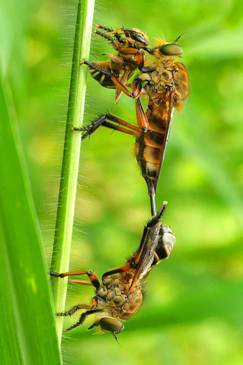 makan dan kawin