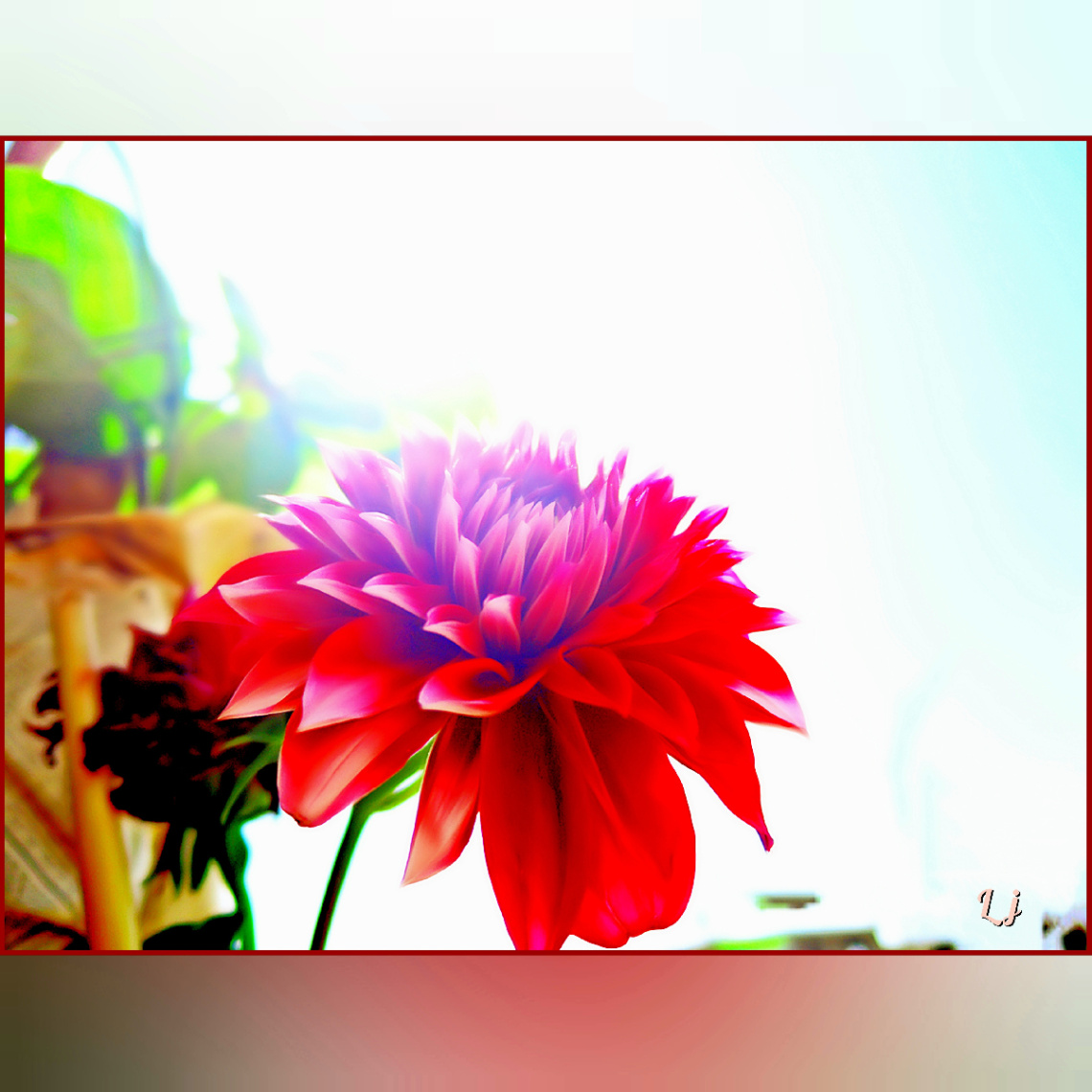 Dhalia 