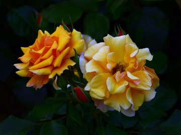 BLÜTEN