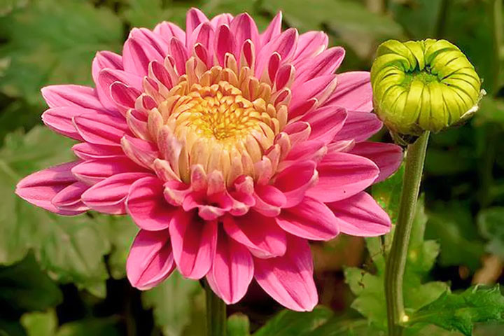pink