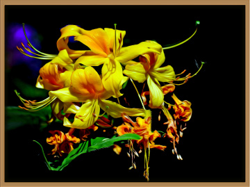 BLÜTEN