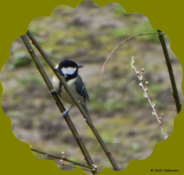The great tit (Parus major)