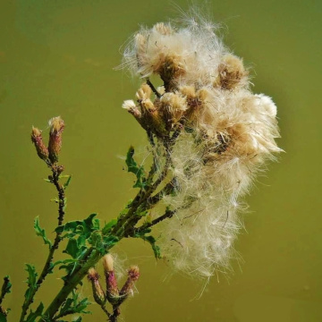 DRY THISTLE 