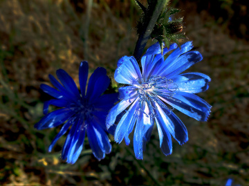 BLÜTEN