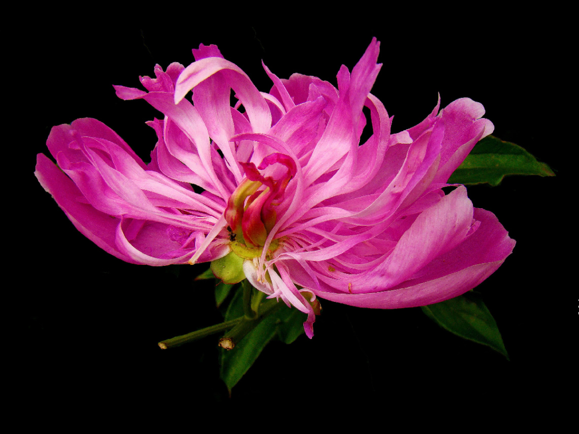 BLÜTE
