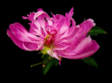 BLÜTE