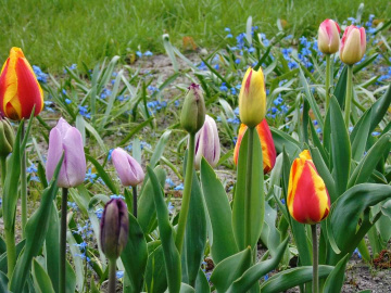 GARDEN TULIPS