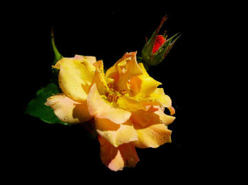 BLÜTE