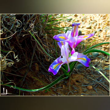 Wlid flower