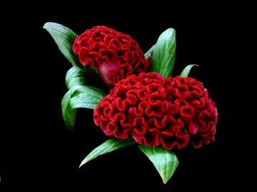BLÜTEN
