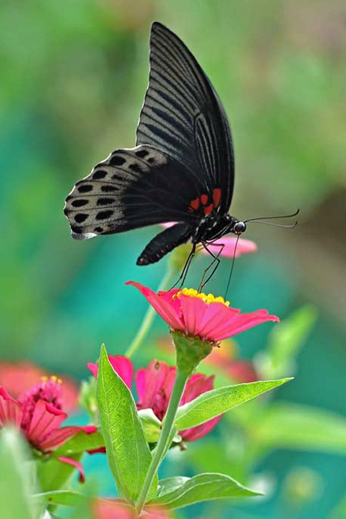 butterfly