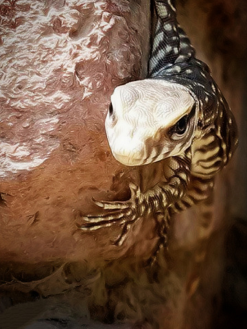 Lizzard 
