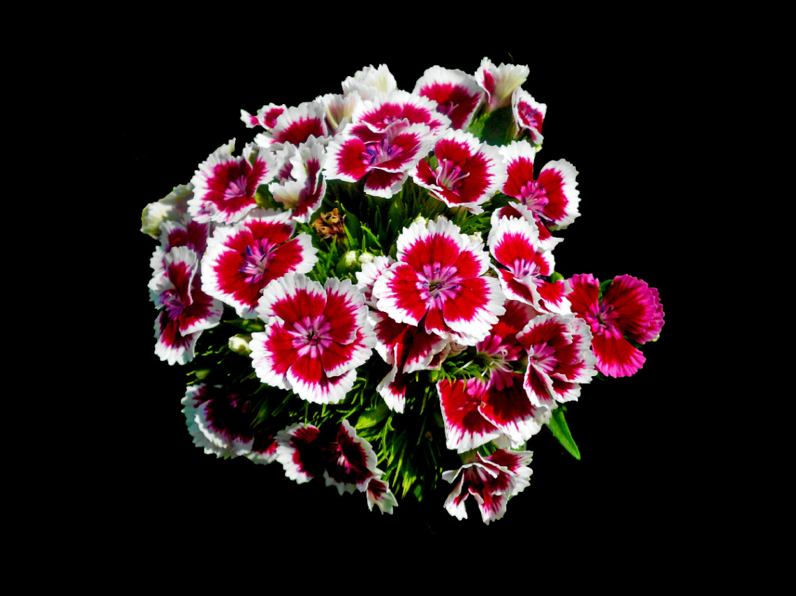 BLÜTEN