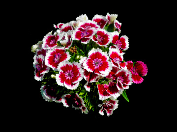 BLÜTEN