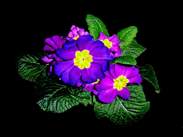 BLÜTEN