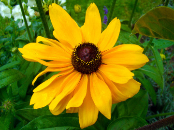 BLÜTE
