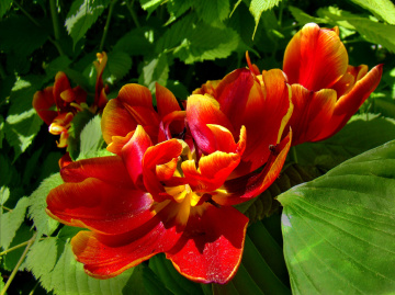 BLÜTEN