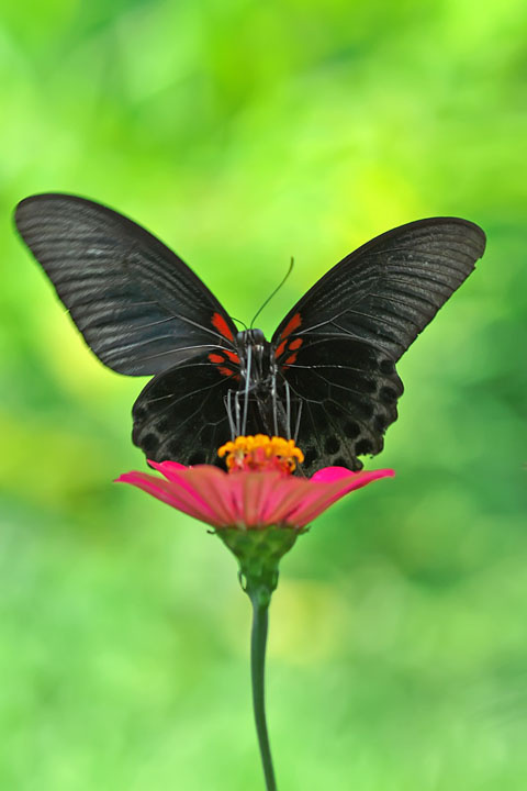 butterfly