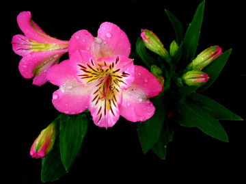 BLÜTEN