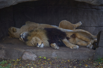 Zoo - København 2022.