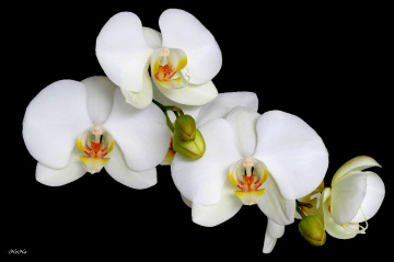 Orquídeas