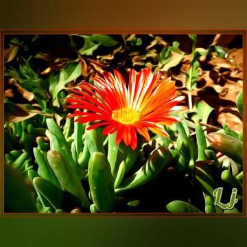 Fiery beauty 