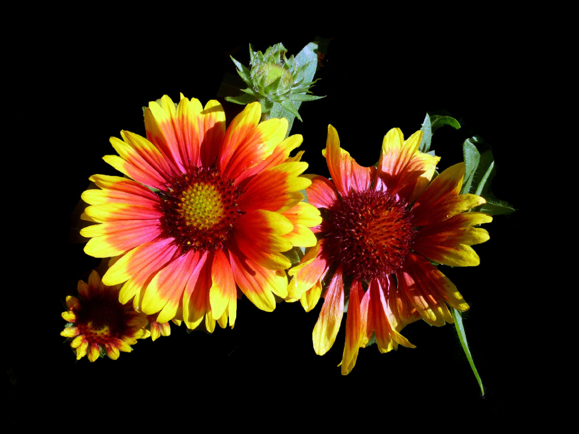 BLÜTEN