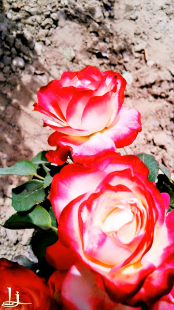 Roses