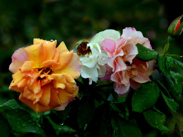 BLÜTEN