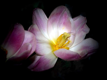 COLORFUL TULIP