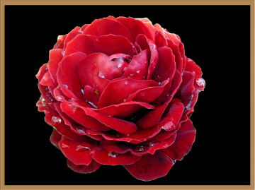 BLÜTE