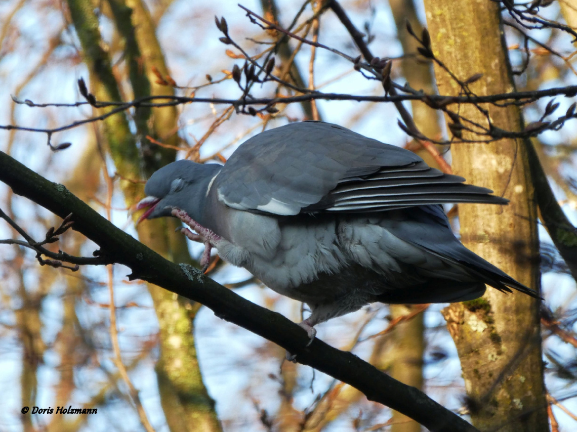 Common wood pigeon