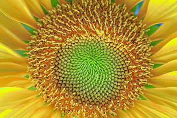 SUN FLOWER
