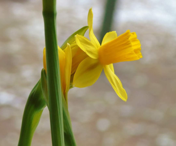 DAFFODIL 