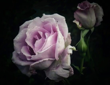 ROSE FOR YOU