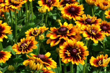 BLÜTEN