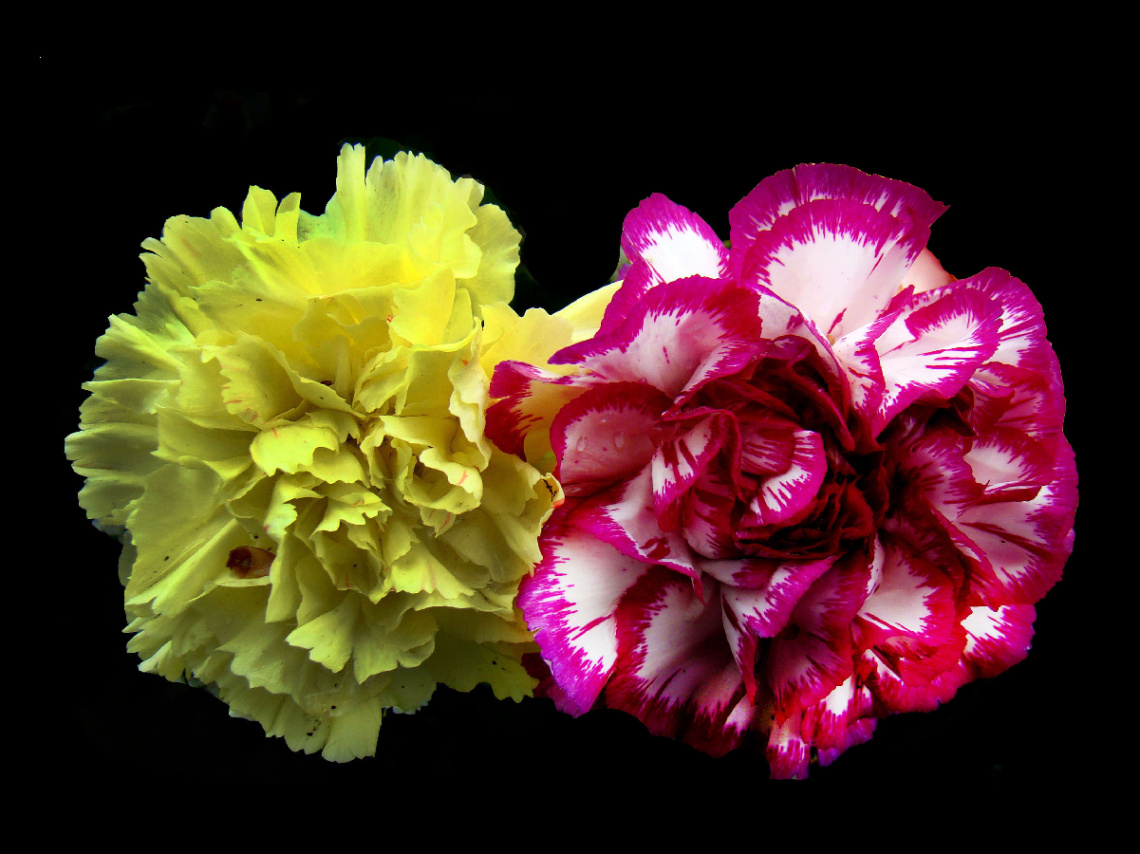 BLÜTEN