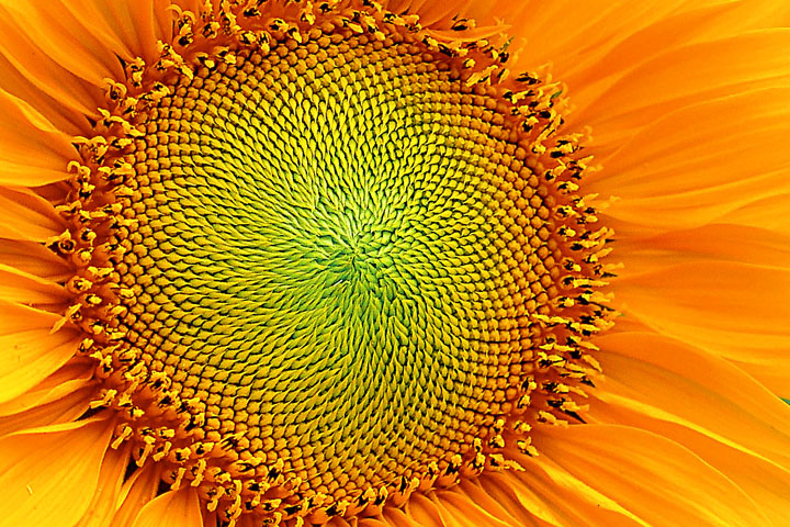 SUN FLOWER