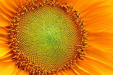 SUN FLOWER