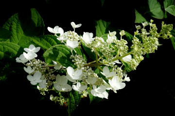 HYDRANGEA