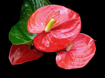 BLÜTEN