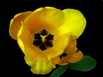 BLÜTEN