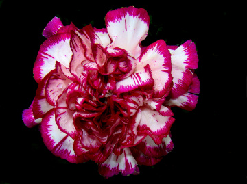 BLÜTE