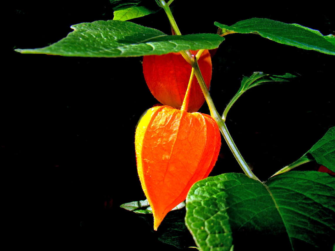 LAMPIONPFLANZE