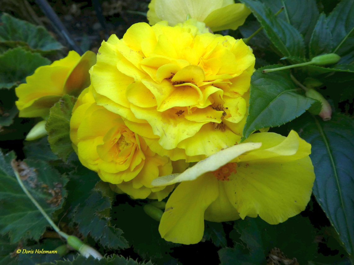 Begonia