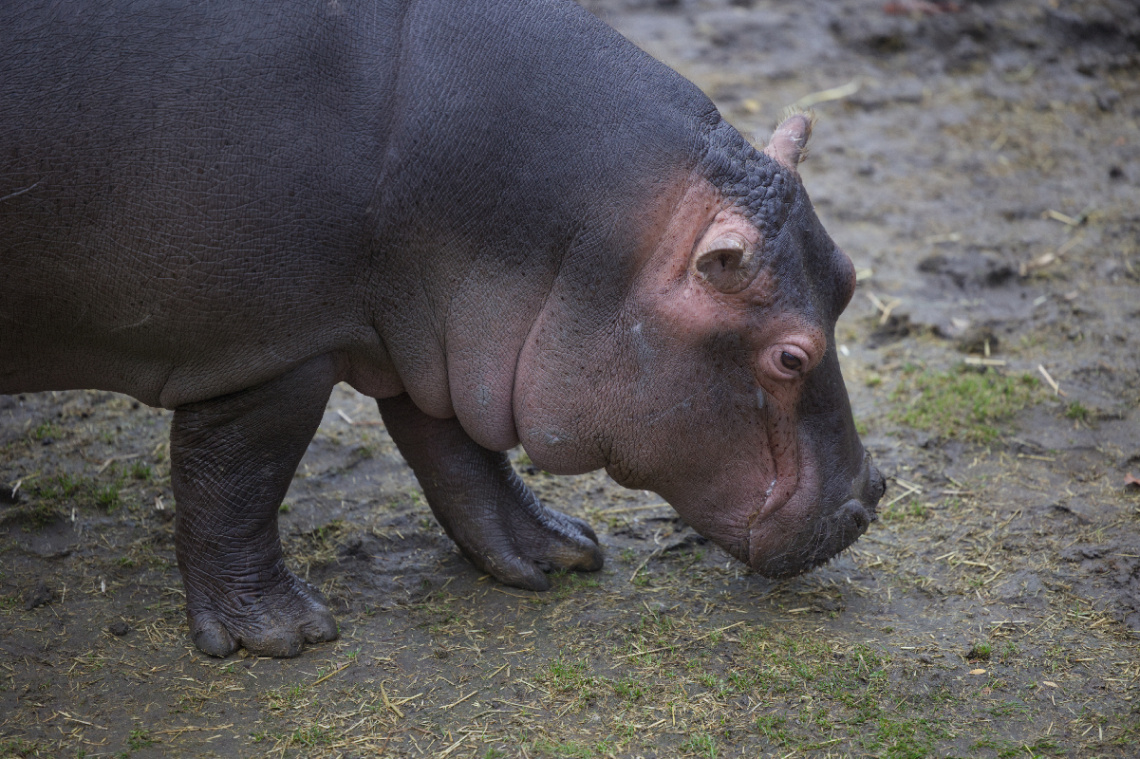 Zoo - København 2022.