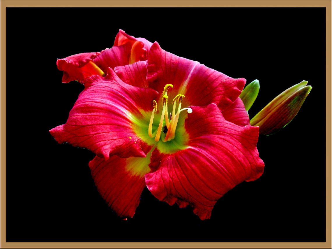 BLÜTE
