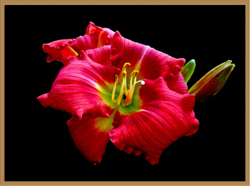BLÜTE