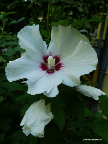 Hibiscus